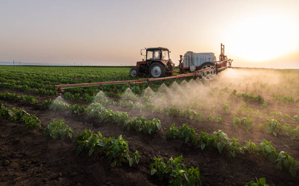 Best Pest Removal Services  in Paincourtville, LA