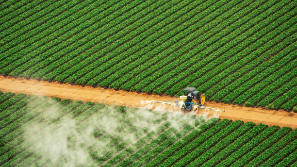 Best Local Pest Control Services  in Paincourtville, LA