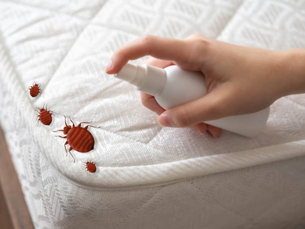 Best Termite Control Services  in Paincourtville, LA